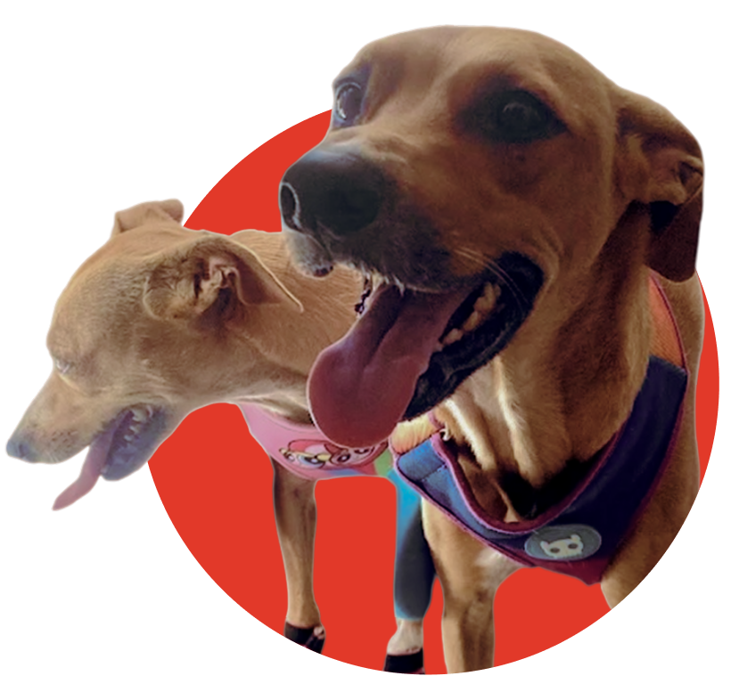 Leo e Cassie - aussistentes da LINSI