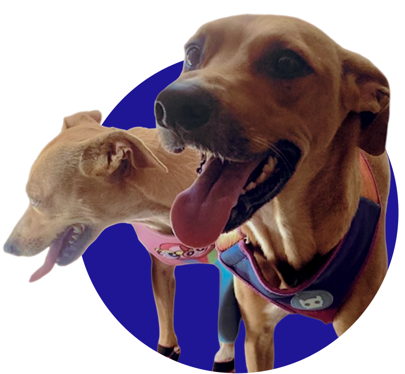 Leo e Cassie - aussistentes da LINSI